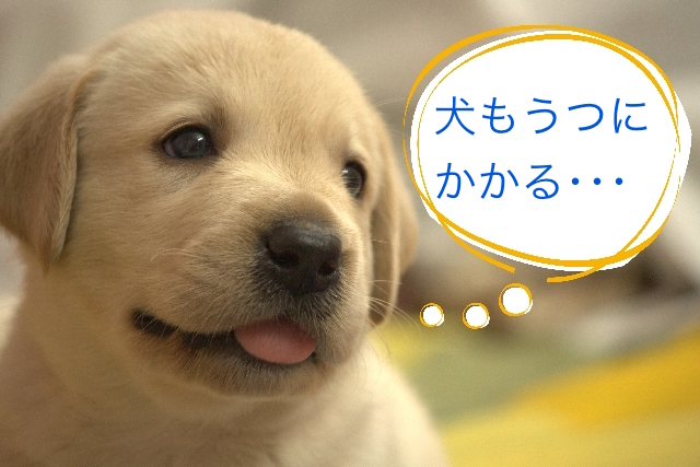 utudog